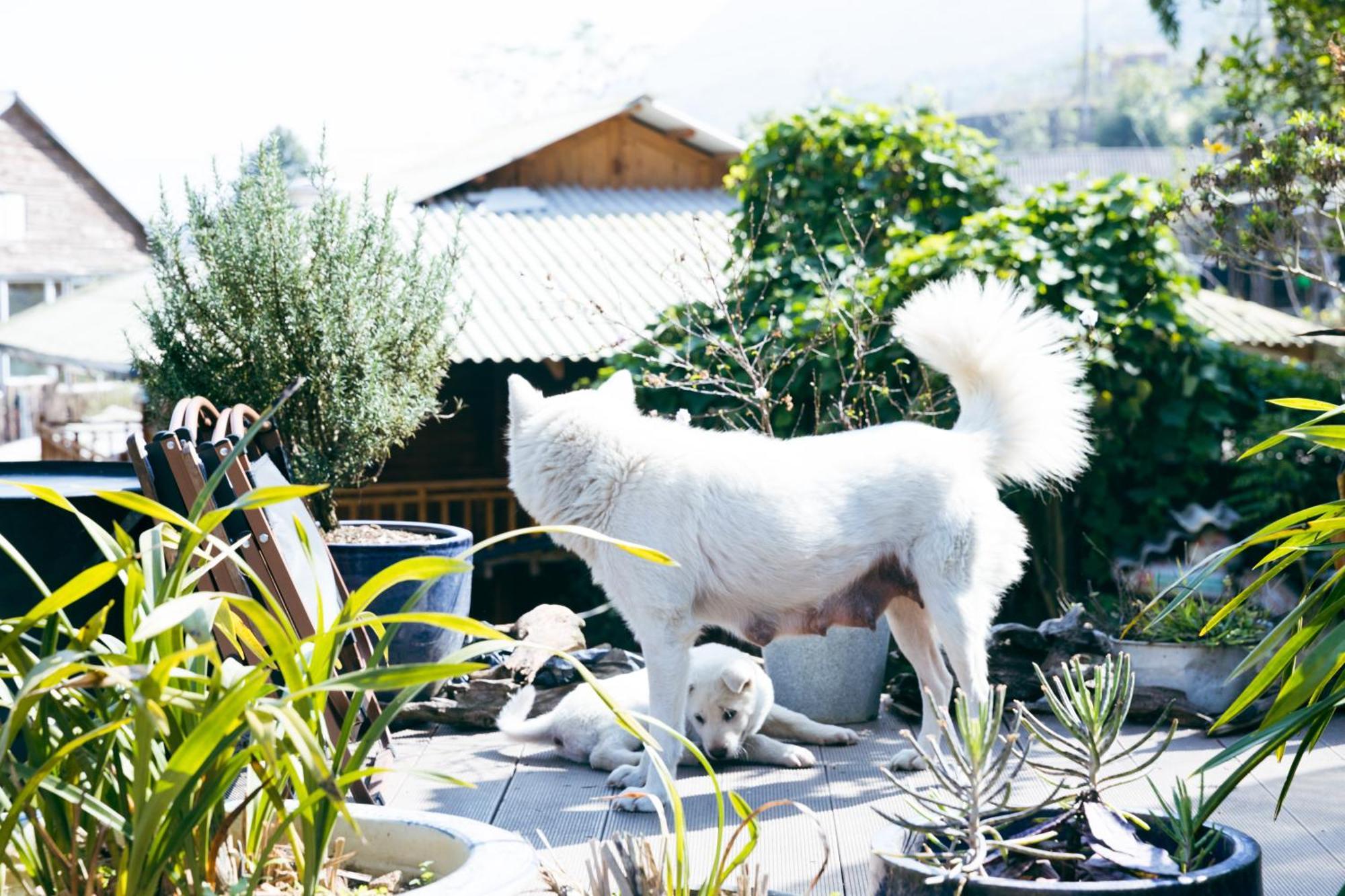 ホテル Sapa Plum Eco House エクステリア 写真