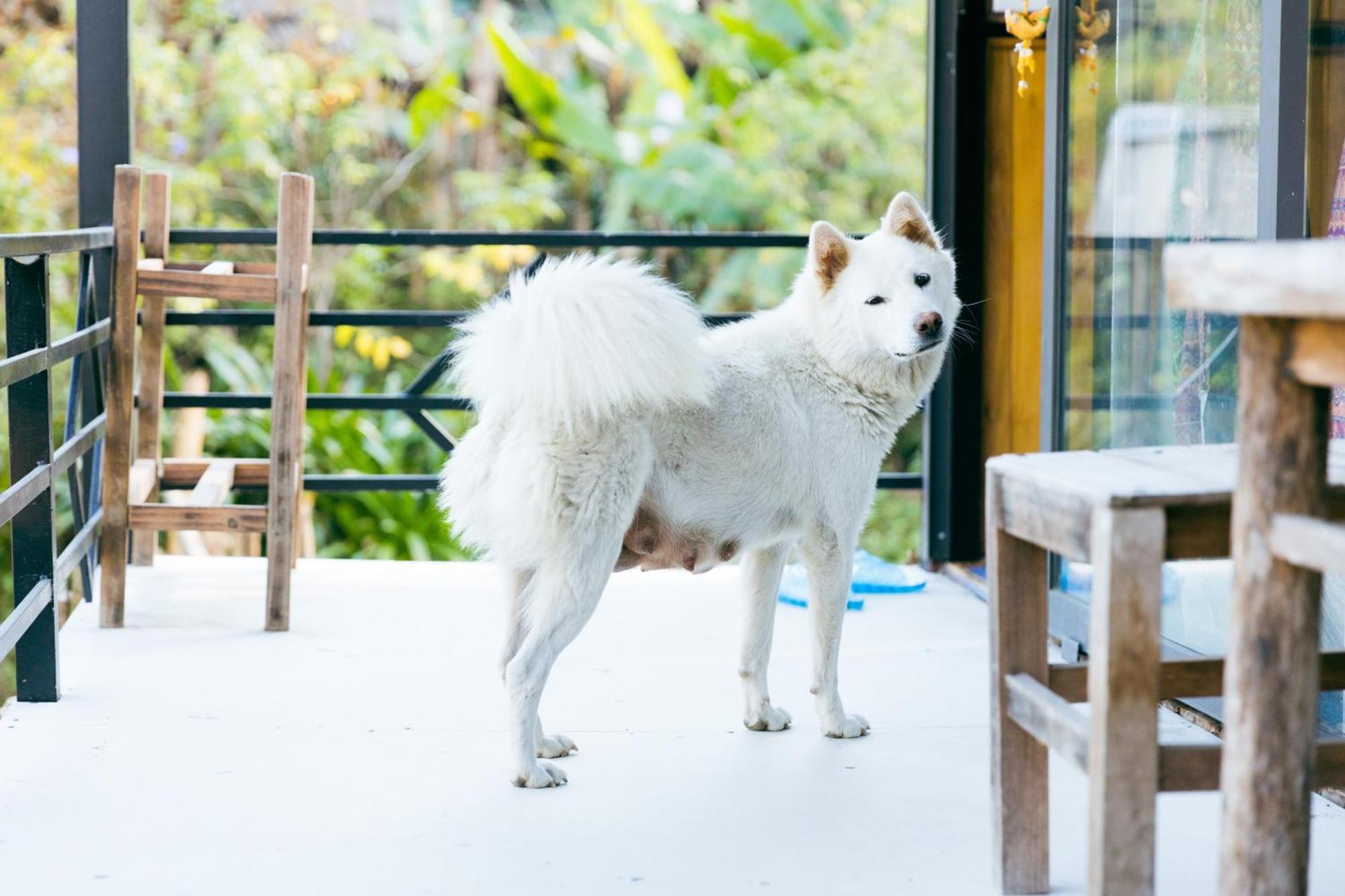 ホテル Sapa Plum Eco House エクステリア 写真